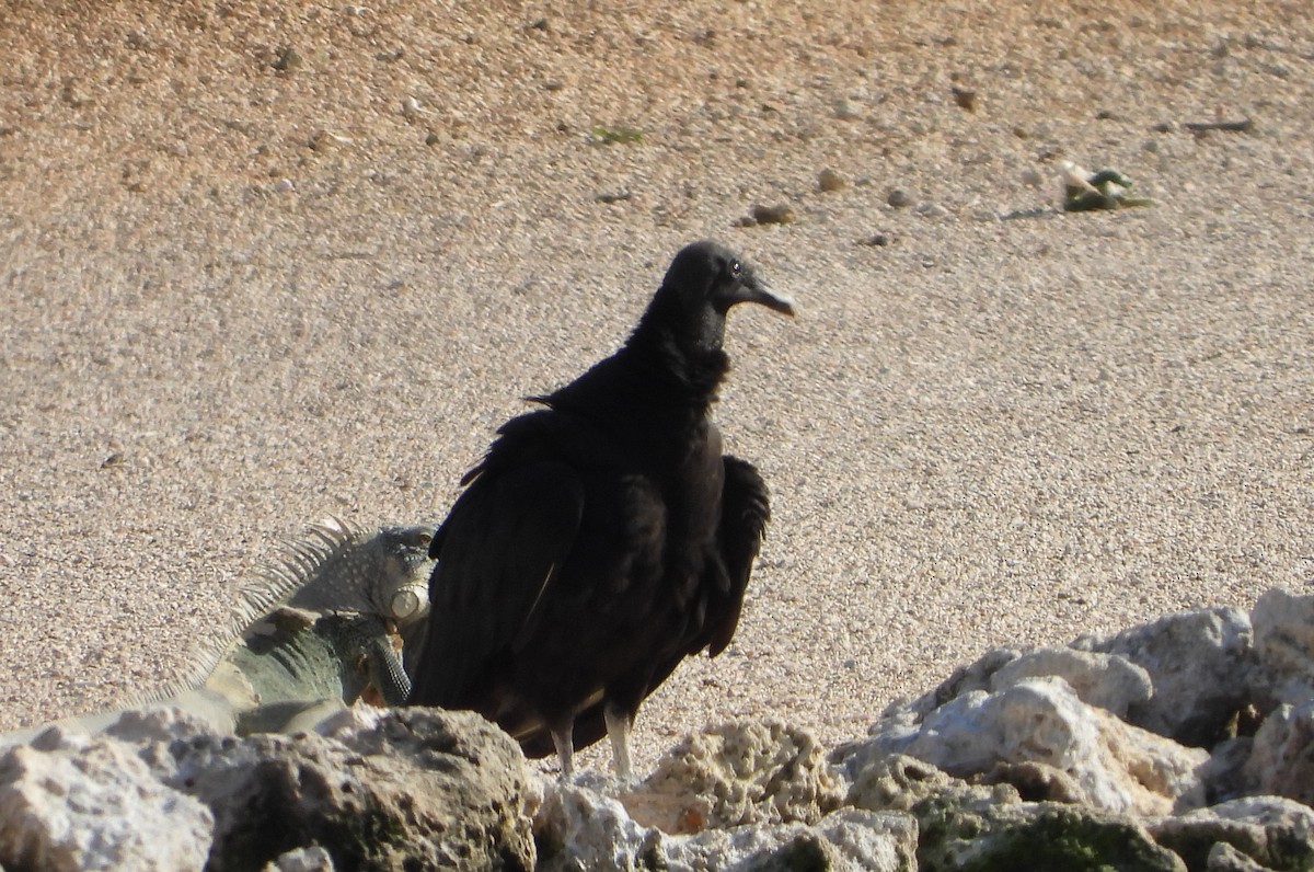 Black Vulture - ML599399471