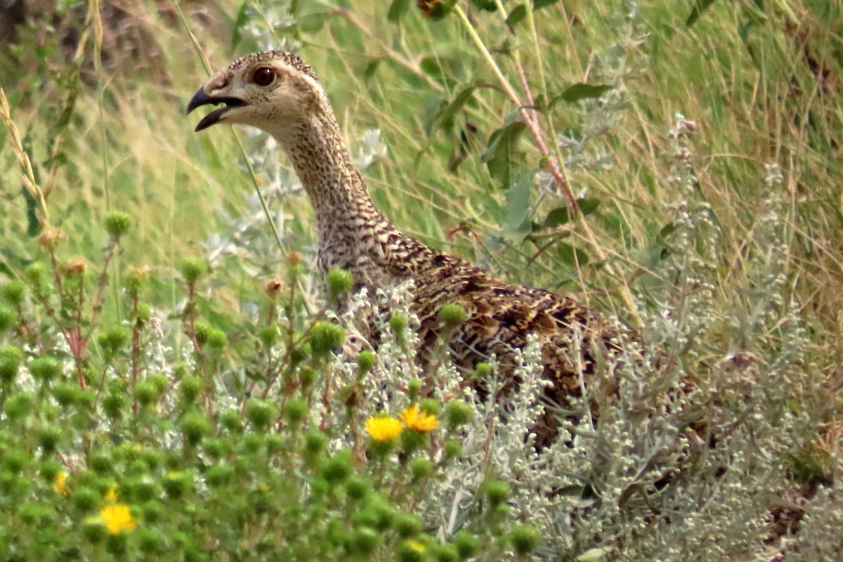 Greater Sage-Grouse - ML599399541