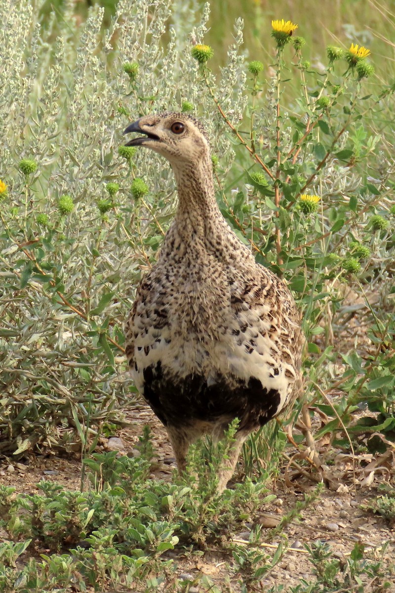 Greater Sage-Grouse - ML599399551