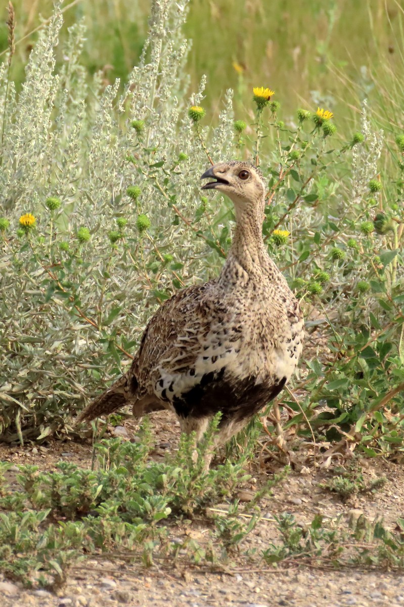 Greater Sage-Grouse - ML599399571