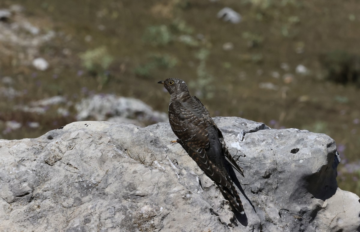 Common Cuckoo - ML599400491