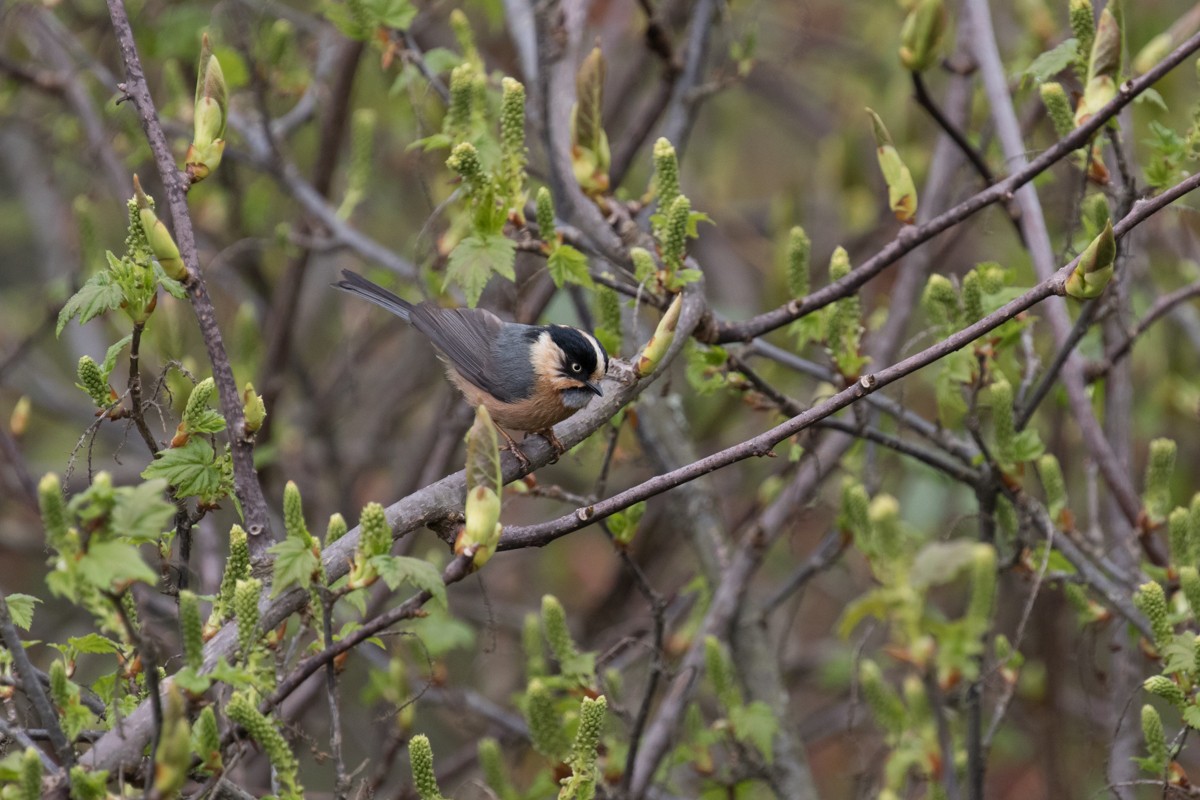 Black-browed Tit (Rufous-fronted) - ML599402441