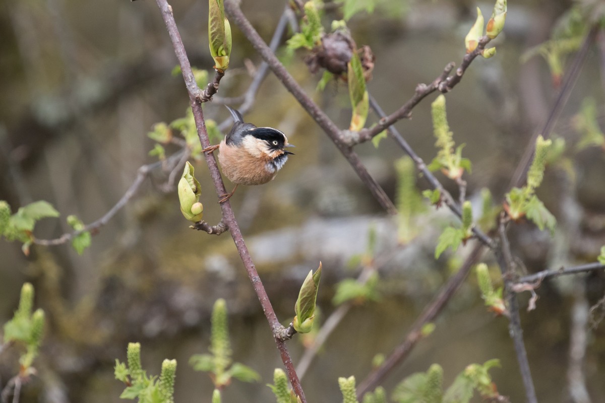 Black-browed Tit (Rufous-fronted) - ML599402451