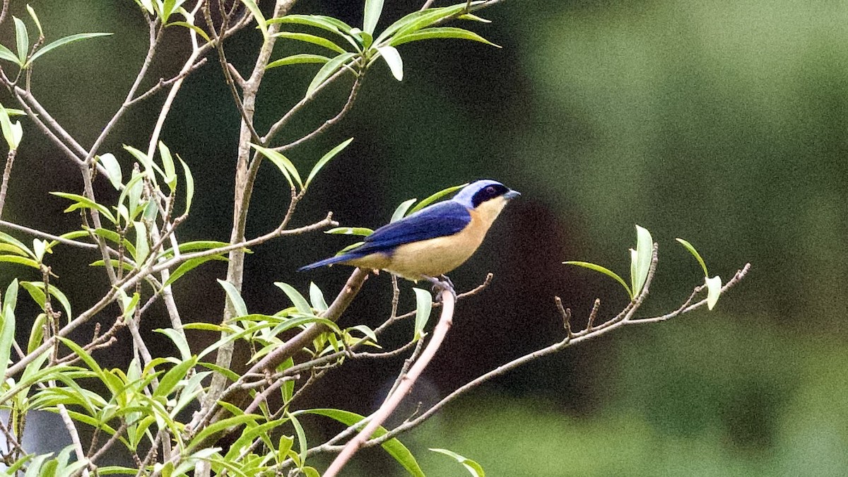 Fawn-breasted Tanager - ML599402511