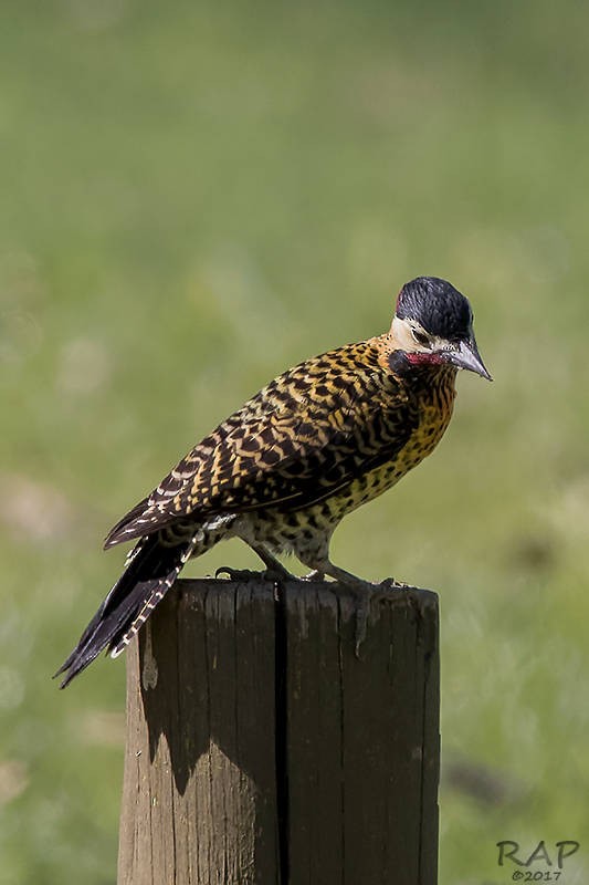 Green-barred Woodpecker - ML59940471