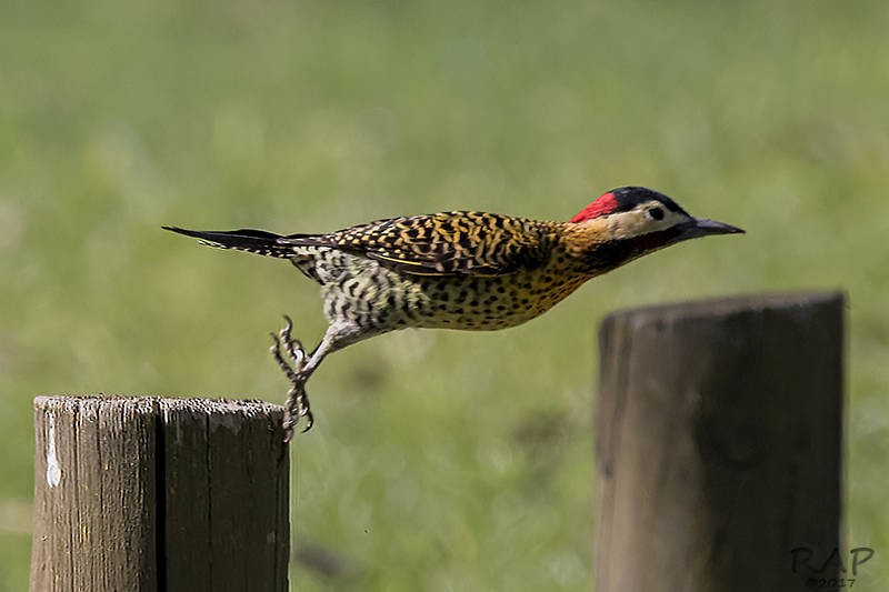 Green-barred Woodpecker - ML59940481