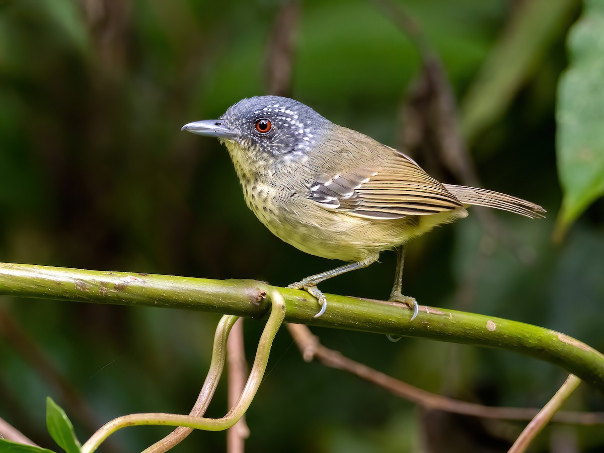 spot-breasted-antvireo-dysithamnus-stictothorax-birds-of-the-world