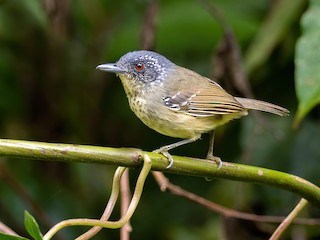  - Spot-breasted Antvireo