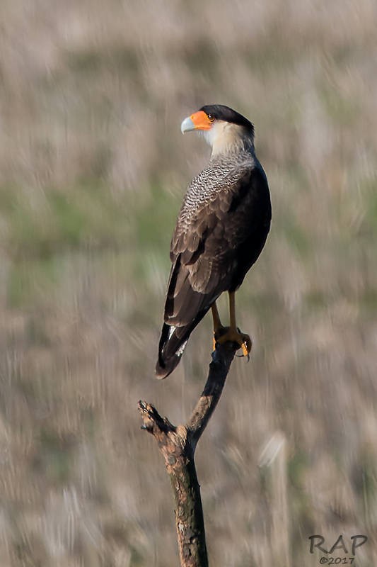 Crested Caracara (Southern) - ML59940541