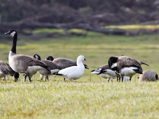 Adult hvid morf (with Canada Goose and Cackling Goose) - Max Leibowitz - ML59940701