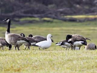 白色型成鳥 (with Canada Goose and Cackling Goose) - Max Leibowitz - ML59940701