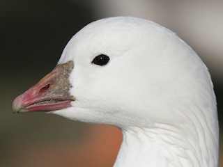  - Ross's Goose