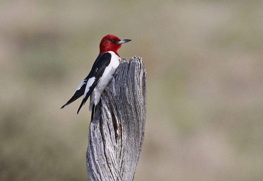 Red-headed Woodpecker - Alan Versaw