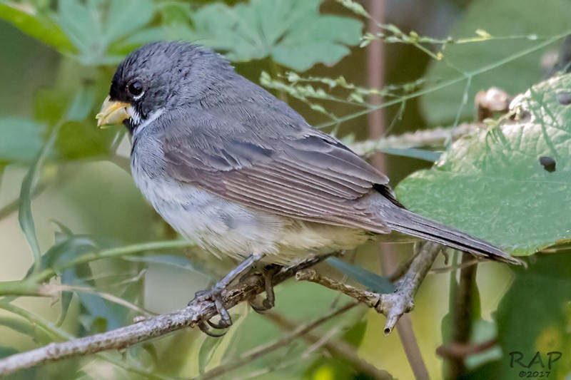 Double-collared Seedeater - ML59941041