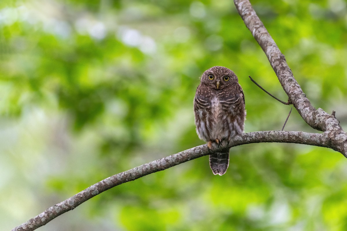 Asian Barred Owlet - Deepak Budhathoki 🦉