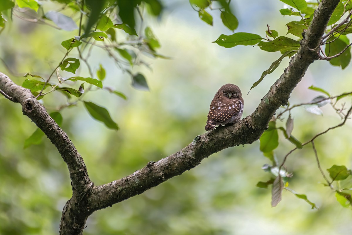 Collared Owlet - ML599410671