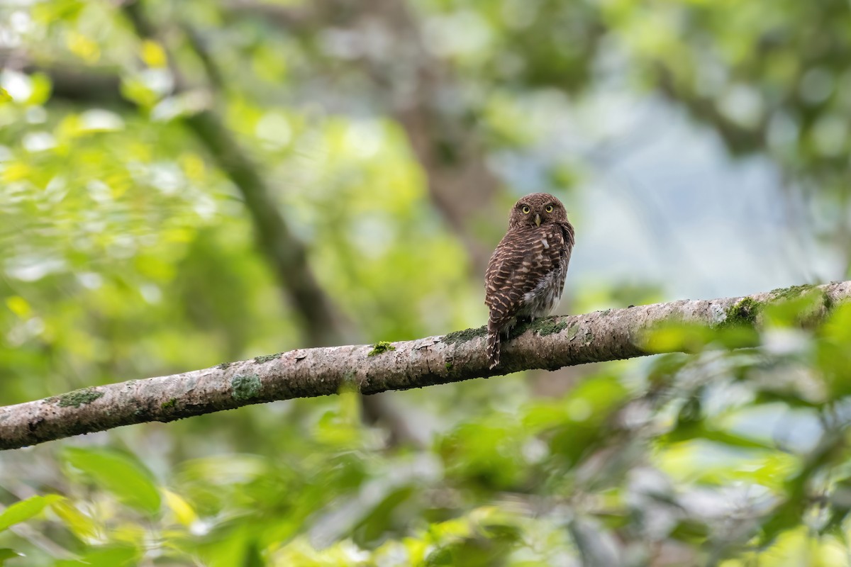 Asian Barred Owlet - ML599410751