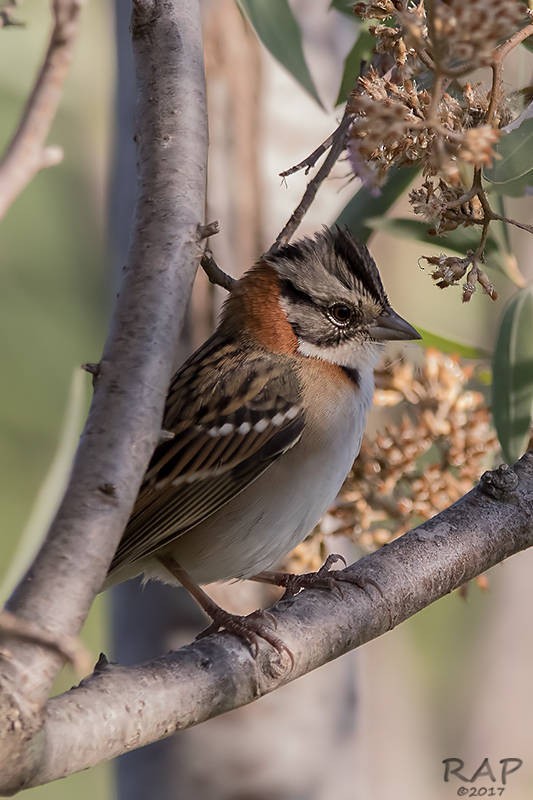 Rufous-collared Sparrow - Ricardo A.  Palonsky