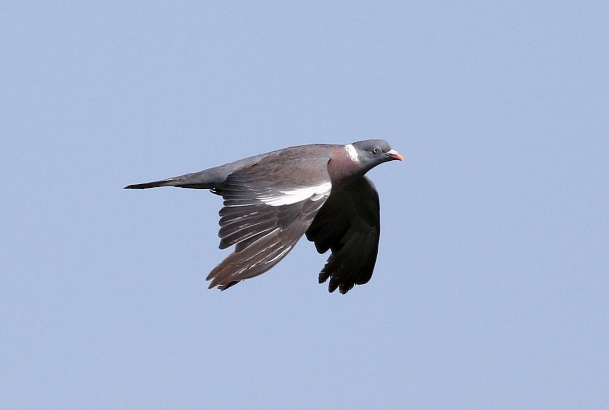 Common Wood-Pigeon - ML599415681