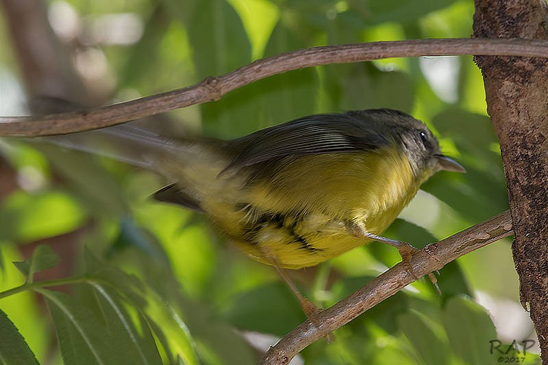 Golden-crowned Warbler - ML59941591