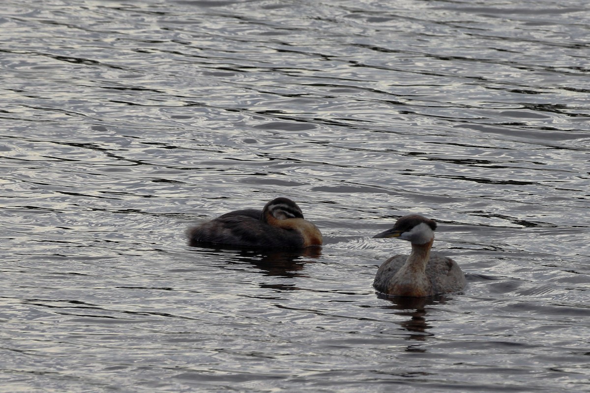 Red-necked Grebe - ML599416891