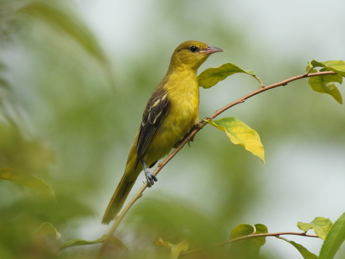 Orchard Oriole - ML599417291