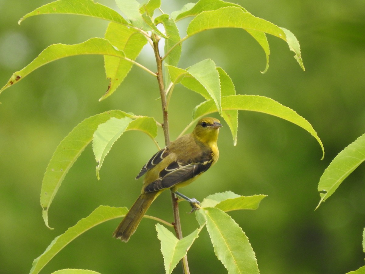 Orchard Oriole - ML599417301