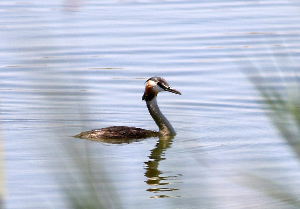 Great Crested Grebe - ML599417541
