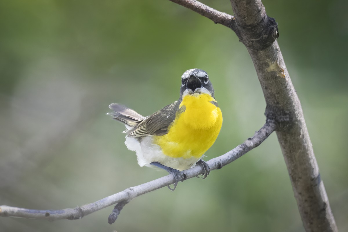 Yellow-breasted Chat - ML599420431