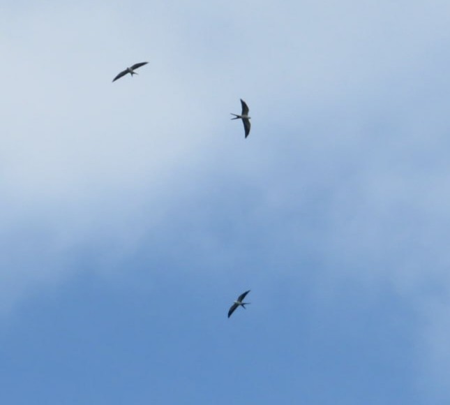 Swallow-tailed Kite - ML599422081