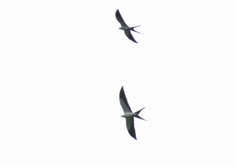 Swallow-tailed Kite - ML599422091