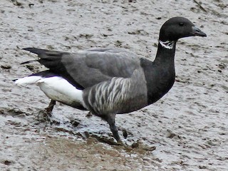 Adult (Dark-bellied) - Steve Kelling - ML59942431