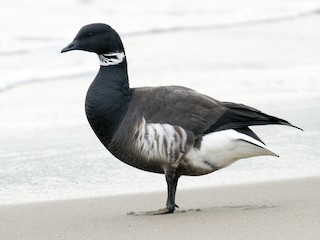成鳥 (Black) - Beko Binder - ML59942441