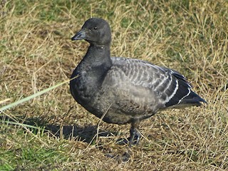 Juvenile (Dark-bellied) - Stephen Harris - ML59942521