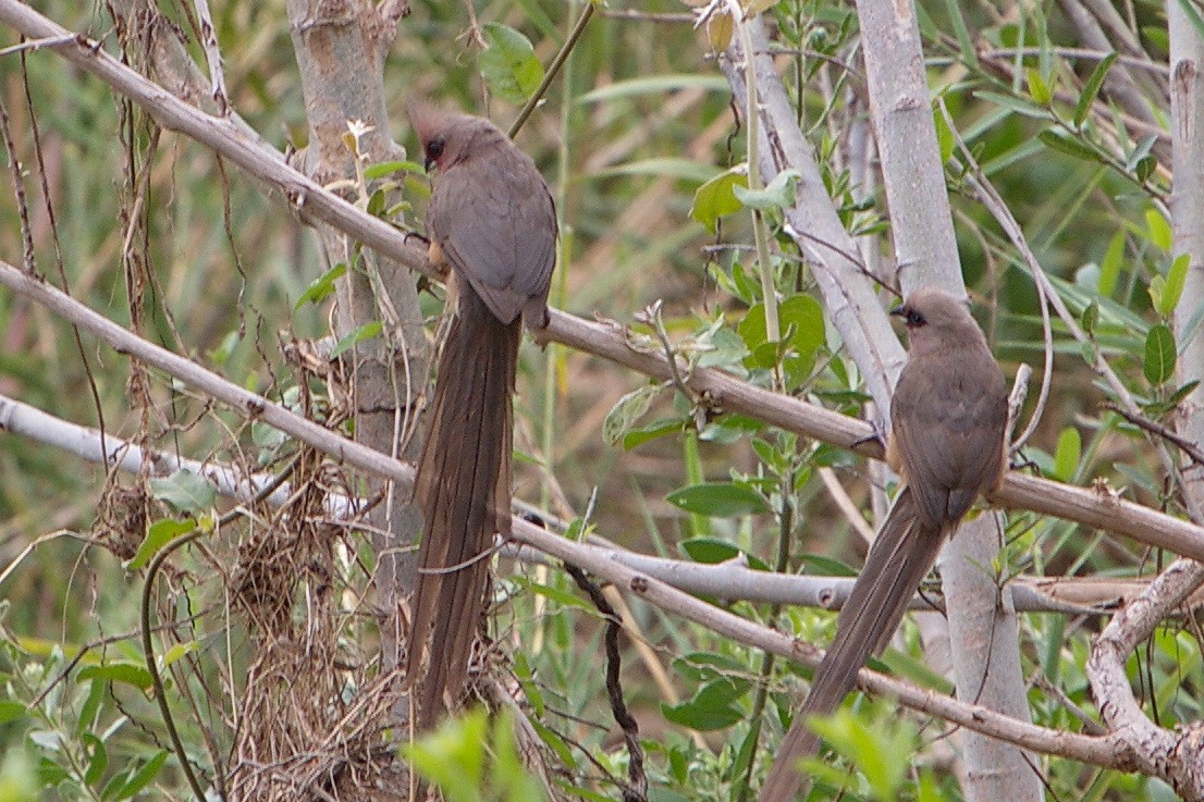 Speckled Mousebird - ML599427401