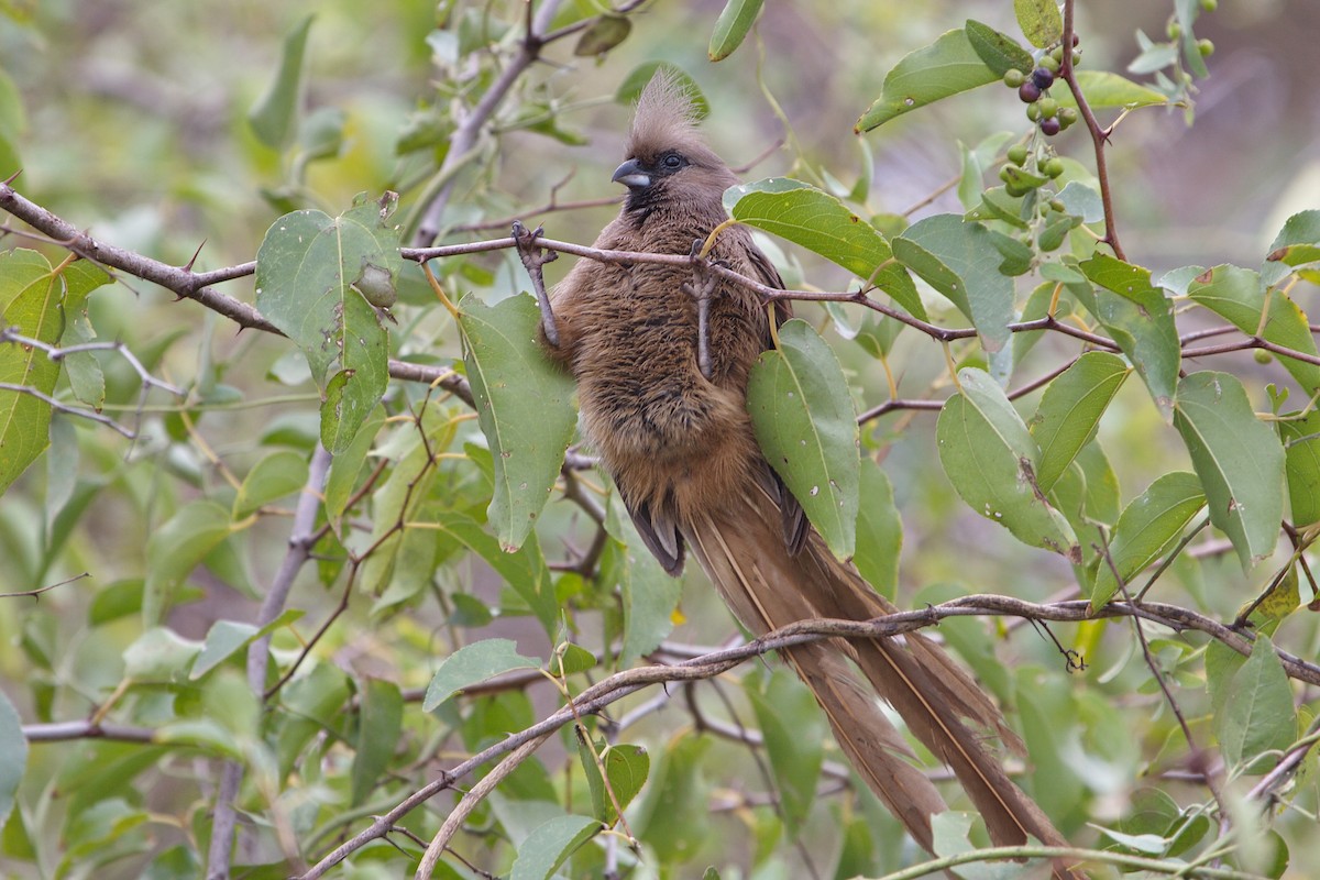 Speckled Mousebird - ML599427411