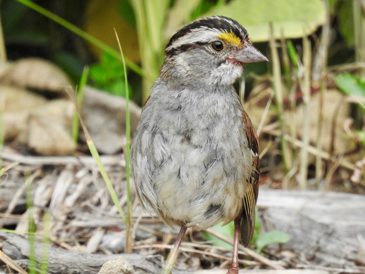 White-throated Sparrow - ML599428601