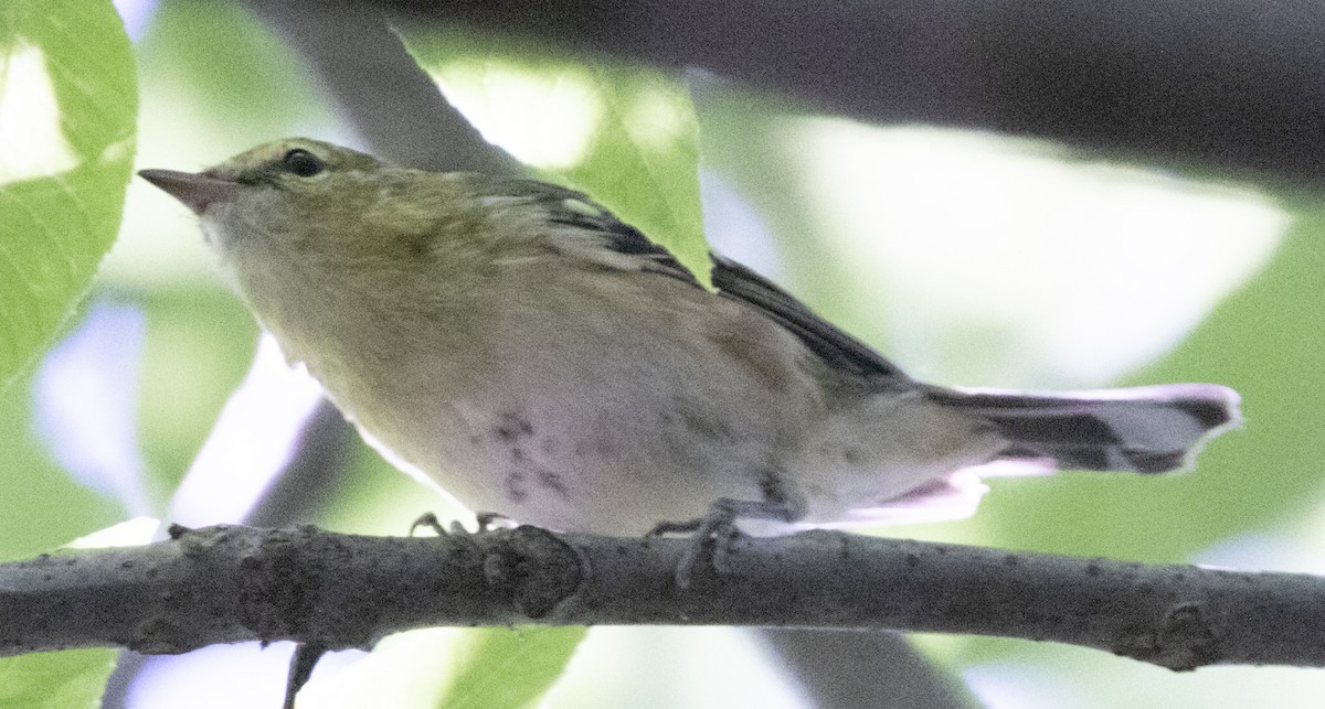 Bay-breasted Warbler - ML599428971