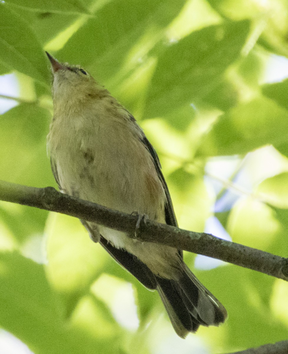 Bay-breasted Warbler - ML599428981