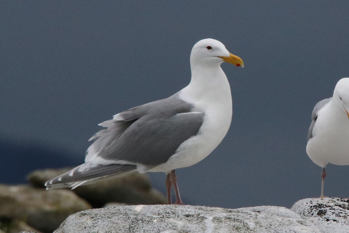 Glaucous-winged Gull - Walter Thorne