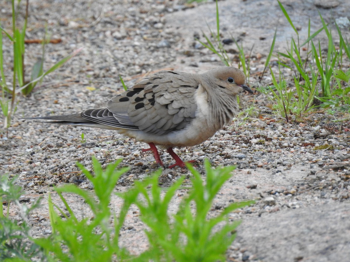 Mourning Dove - Rick Stronks