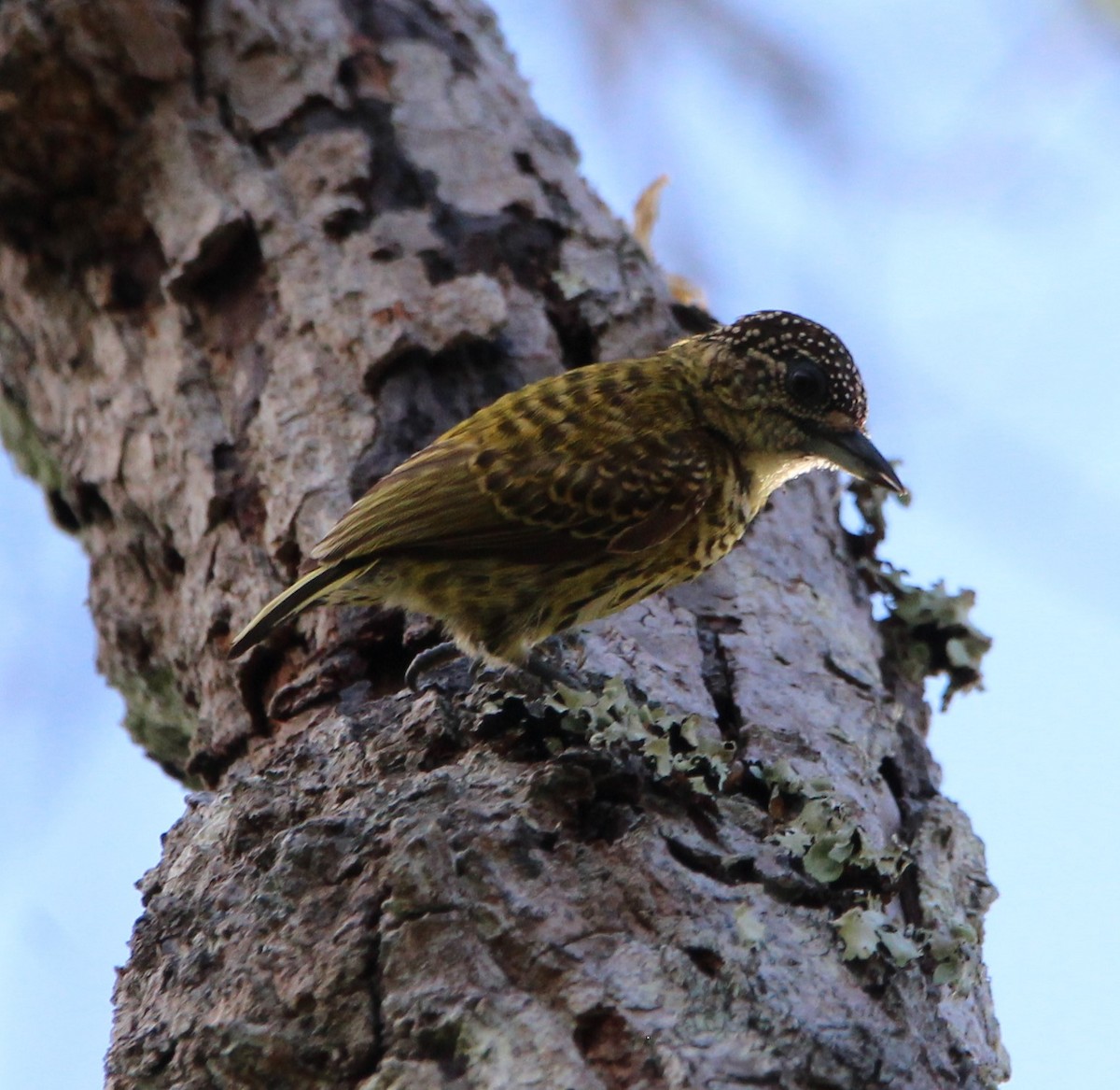 Bar-breasted Piculet - ML599435991