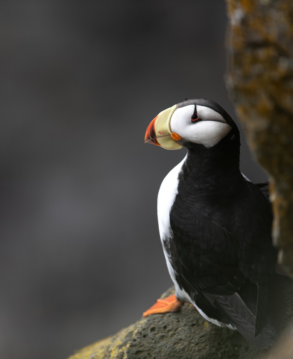 Horned Puffin - ML599437731