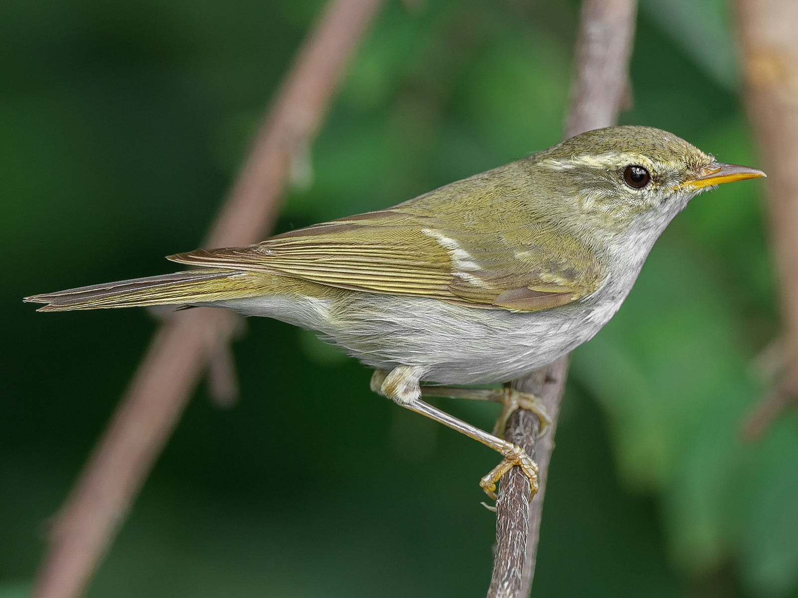 Two-barred Warbler - Natthaphat Chotjuckdikul