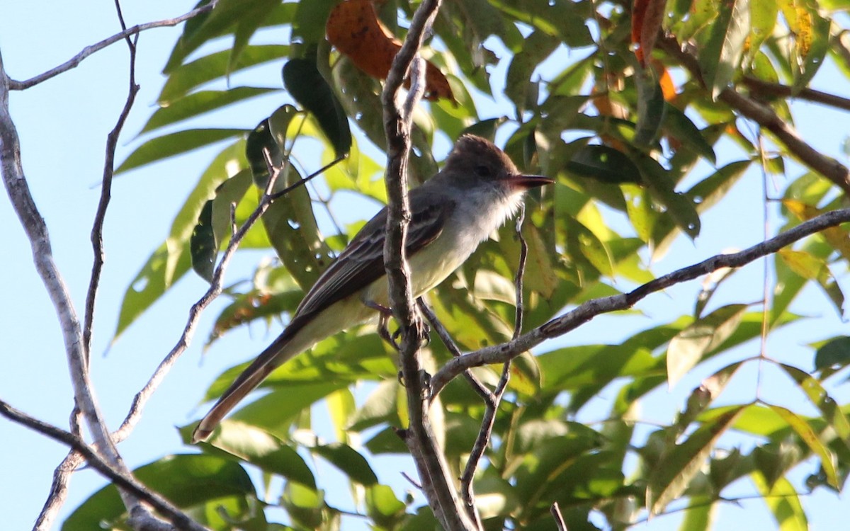 Brown-crested Flycatcher (South American) - ML599438501