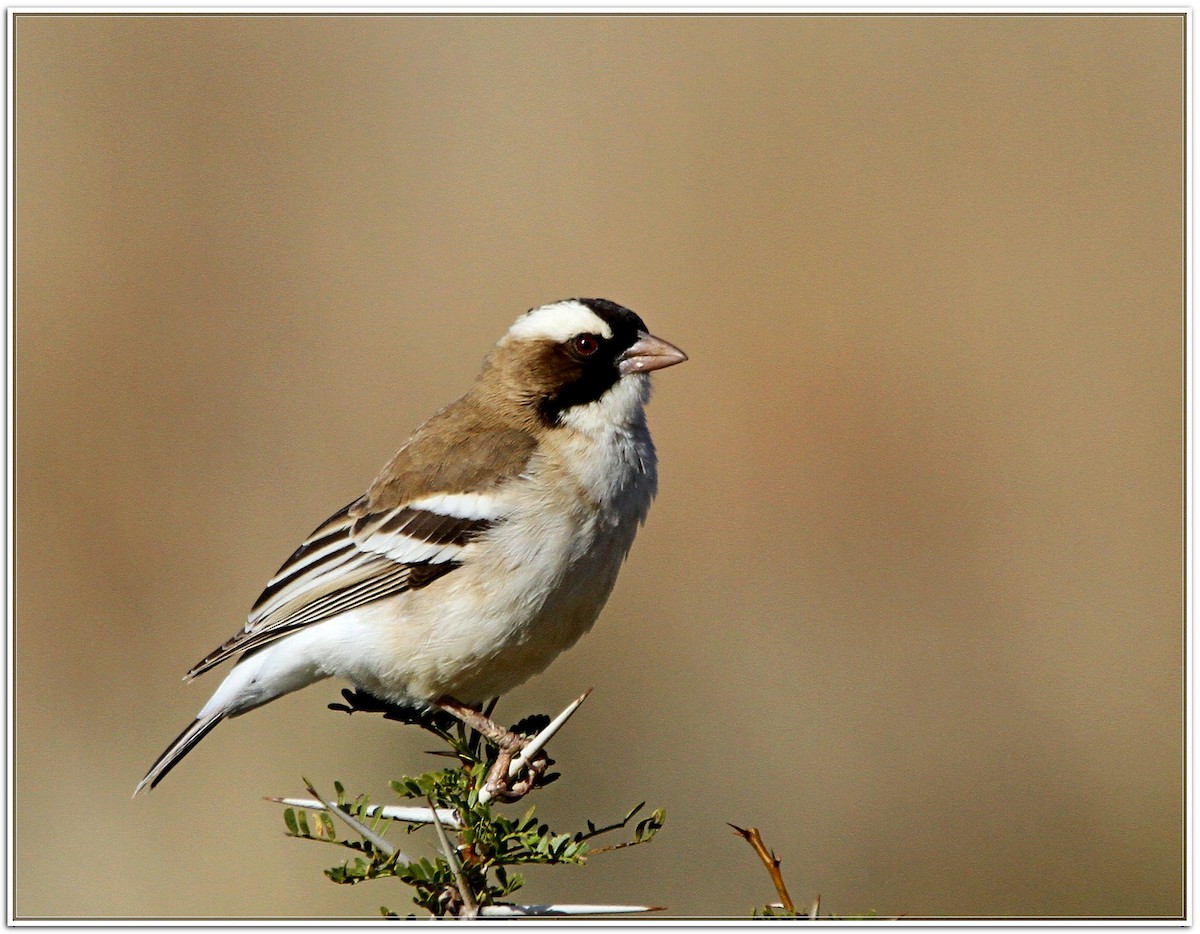 White-browed Sparrow-Weaver - ML599441441