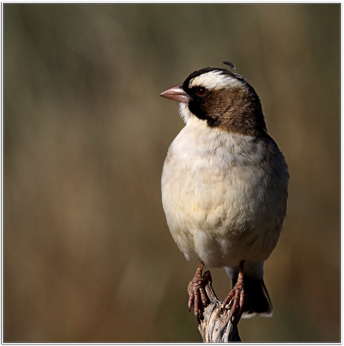 White-browed Sparrow-Weaver - ML599441451