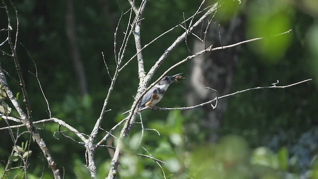 Belted Kingfisher - ML599442281