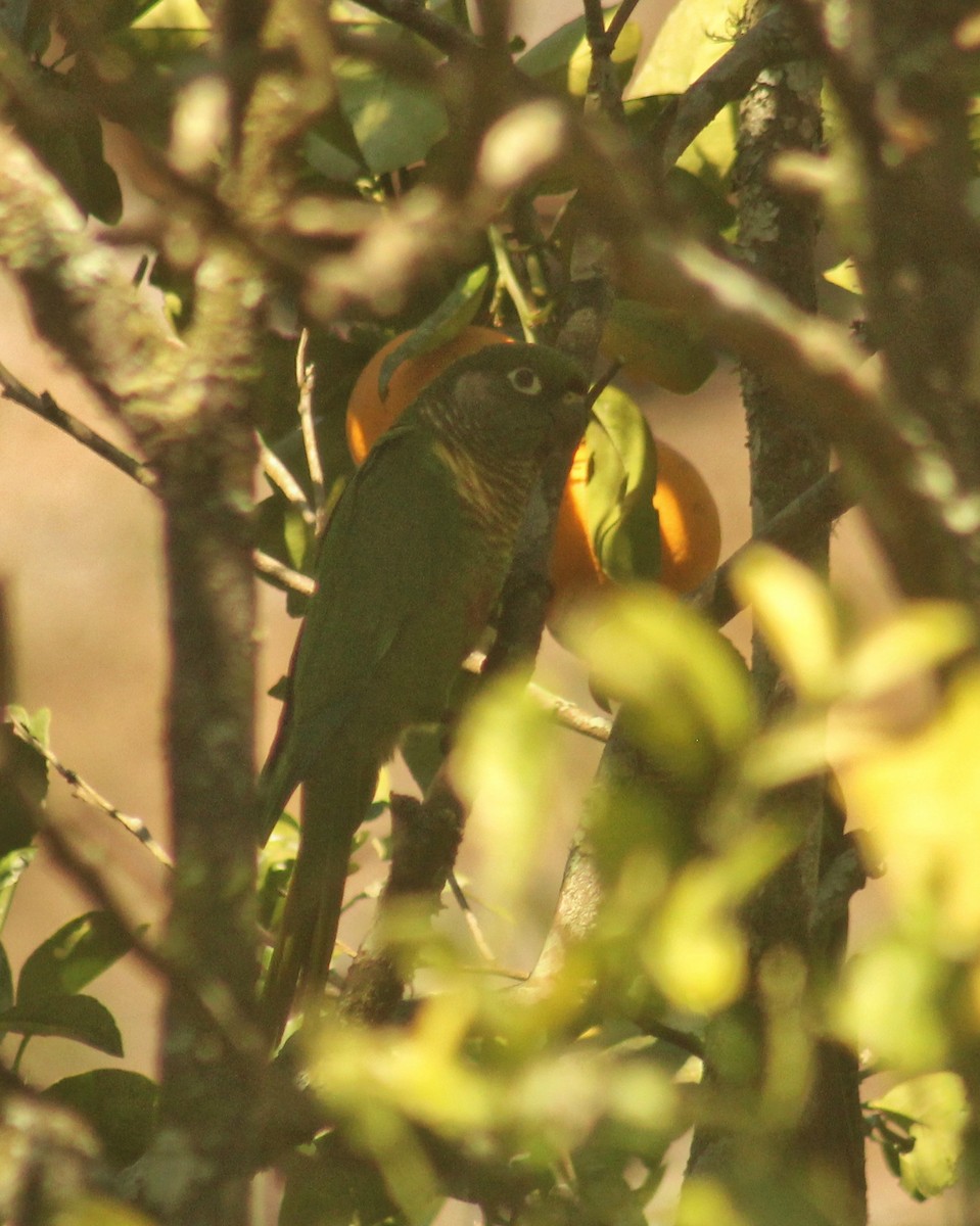 Maroon-bellied Parakeet (Green-tailed) - Guillermo Andreo