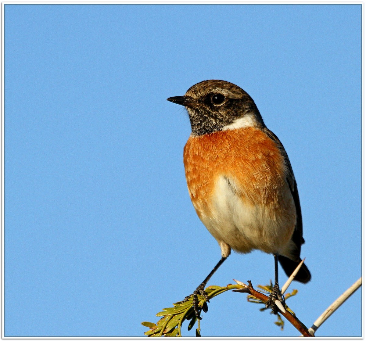 African Stonechat - ML599443331